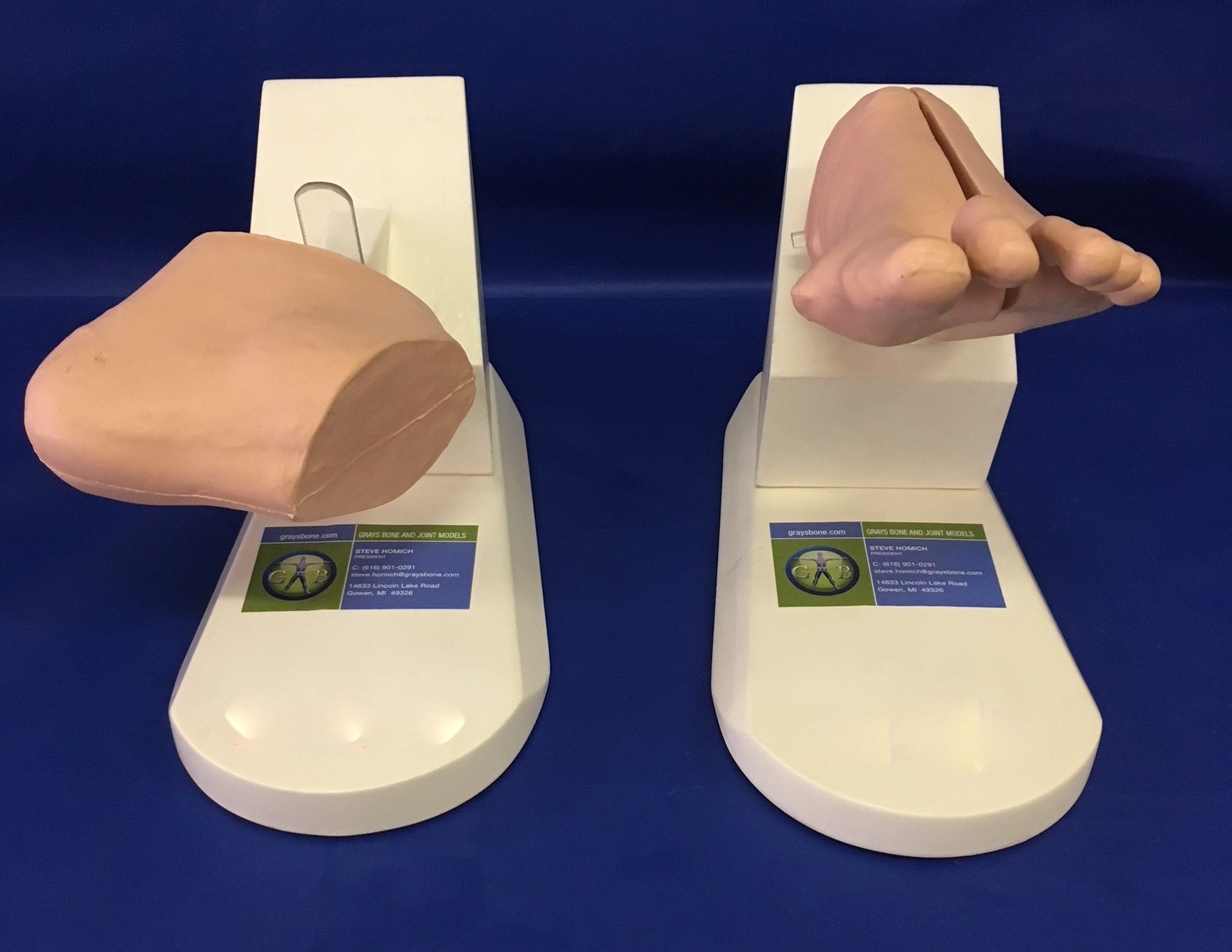 Foot & Ankle Surgical Training Products | Grays Bone and Joint Models